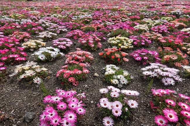 九重花公園の春3-2/4のようす 春の花がいっぱい リ 九重連山をバックにビングストーンデイジーがなおすごい | げんそうてきなの旅行と花