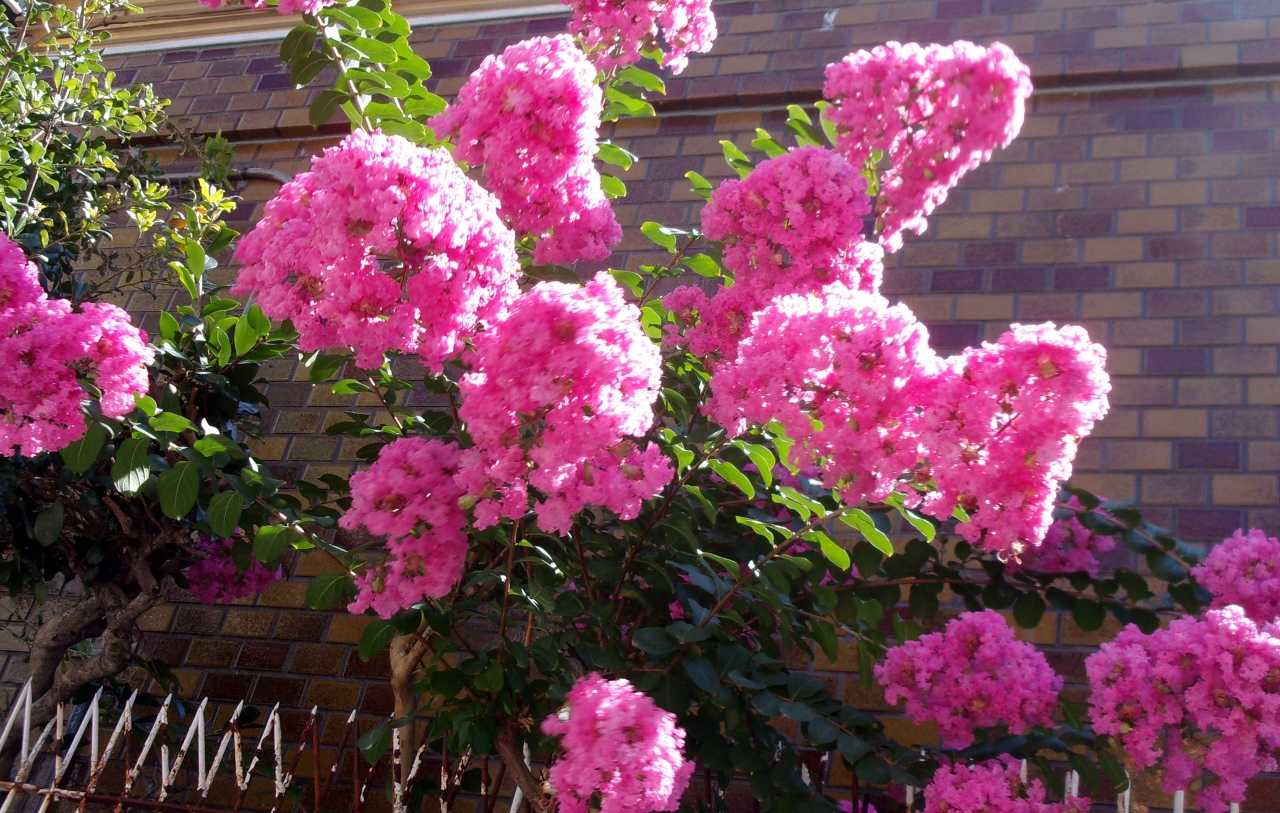 厳しい残暑には 慣れました の巻 人さまのネコ 楽天ブログ