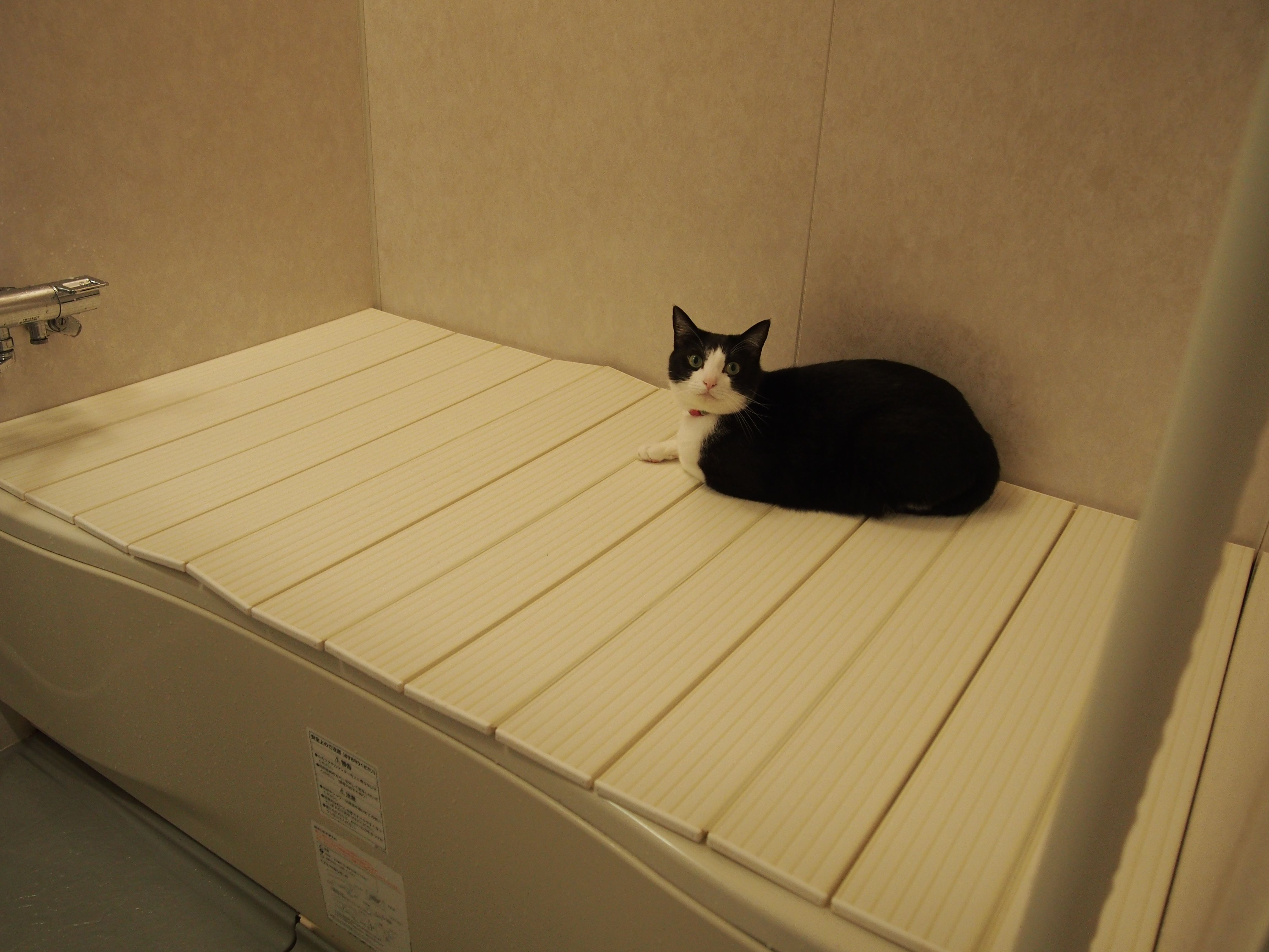 ゆったりと過ごした日 ねこと一緒のおだやか生活 楽天ブログ