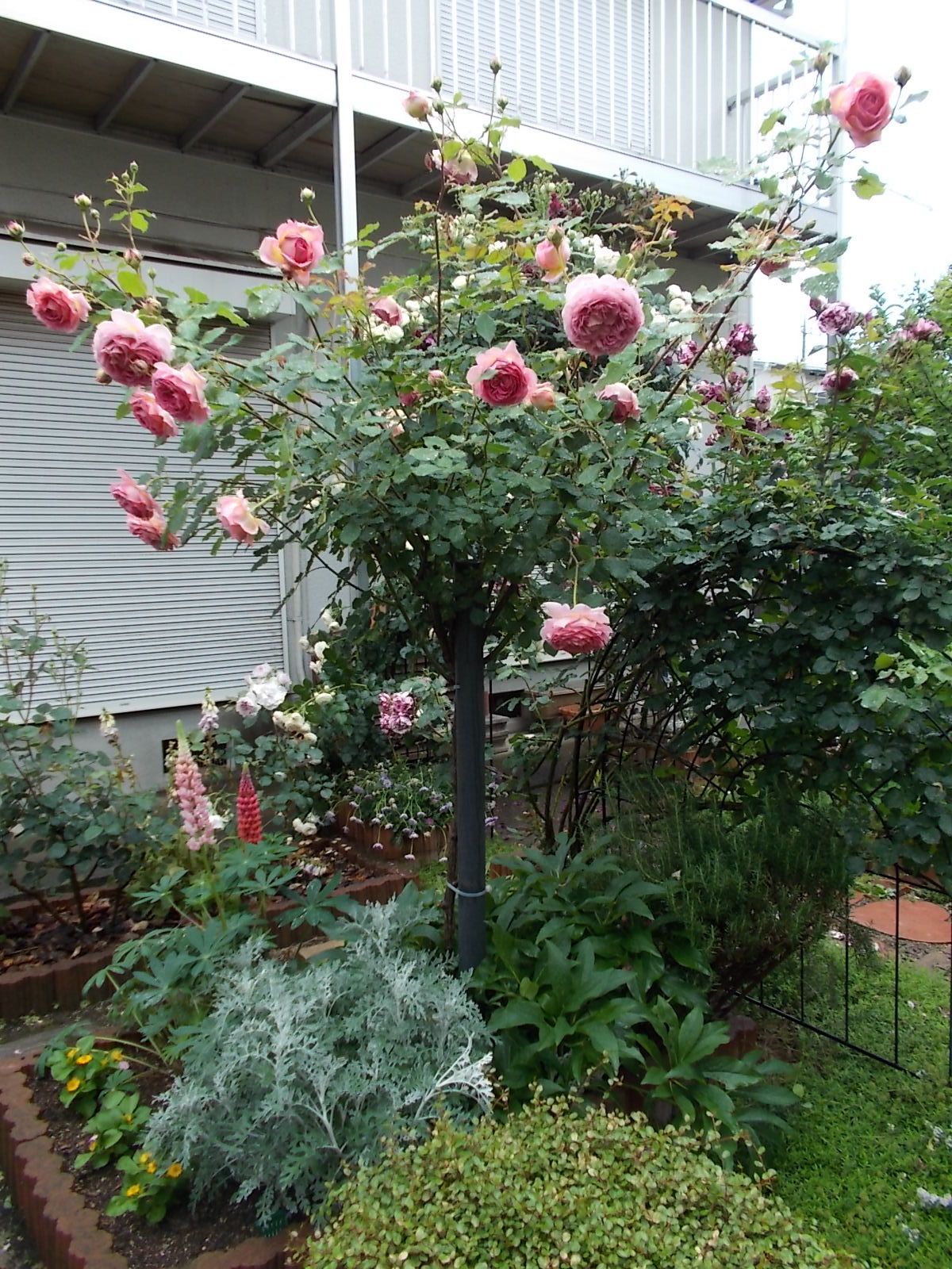 スタンダード仕立てのジュビリー セレブレーションは雨でも綺麗 バラを咲かせることが好き 楽天ブログ