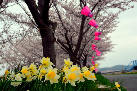 水仙と桜