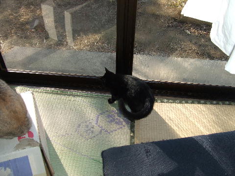 猫9.JPG