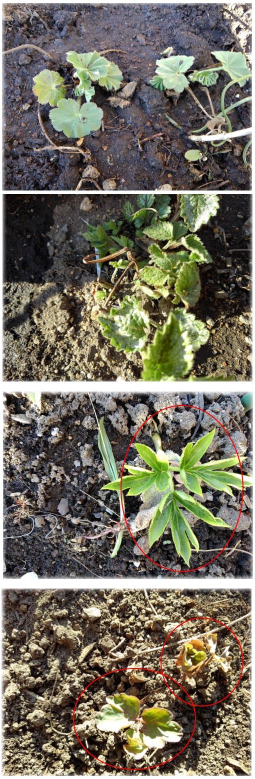 漸く多年草 宿根草の芽が出始め 気温が上がらないので開花が進まない 小さな花宇宙 そして それから 老いふたりの小宇宙 楽天ブログ