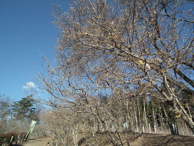 DSCF2110.JPG
