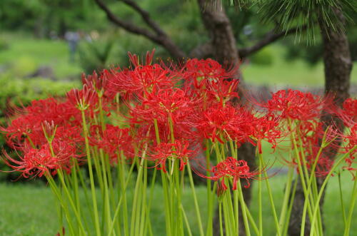 旧芝離宮恩賜庭園にて