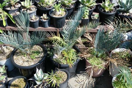 マクロザミア　ムーレイ マクロザミア・ムーレイ(Macrozamia moorei) | 小平太1098の