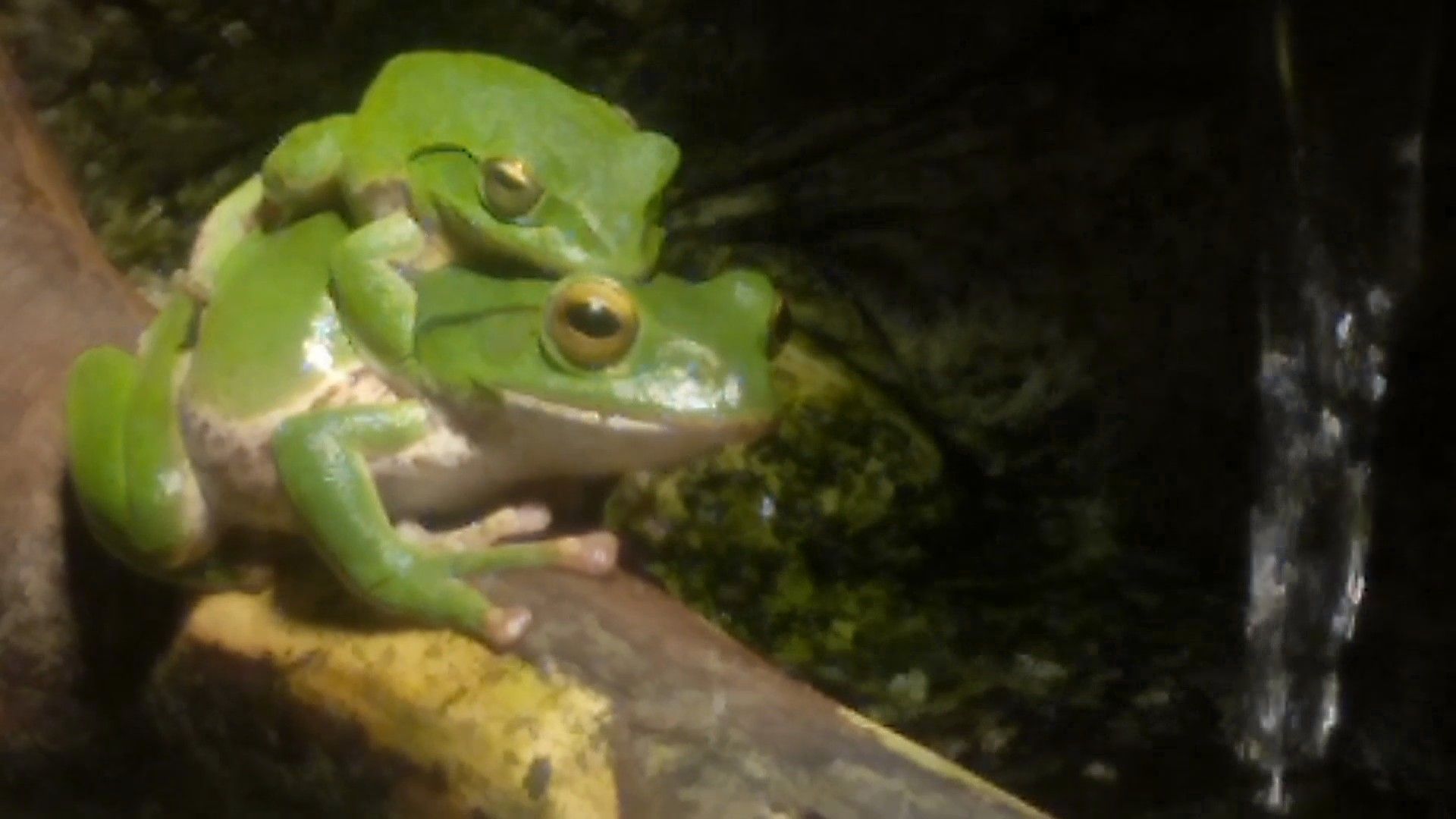 親子のカエル カエル 飼育 かわいい Kaeru べいだーのほっこり ぶろぐ 楽天ブログ