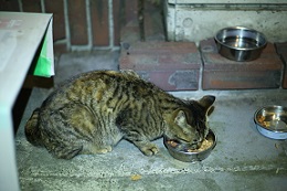 5DA_0671-1.jpg