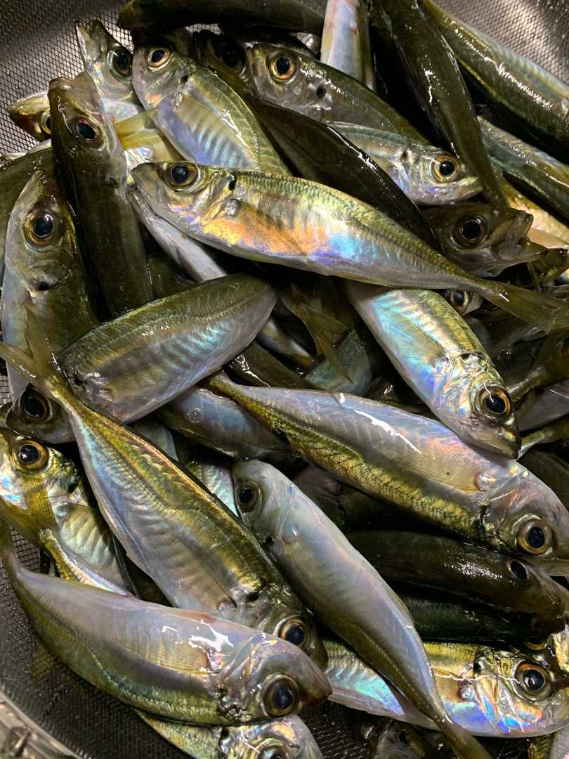 広島 近郊での ライトゲーム Middle Aged Fisherman 楽天ブログ