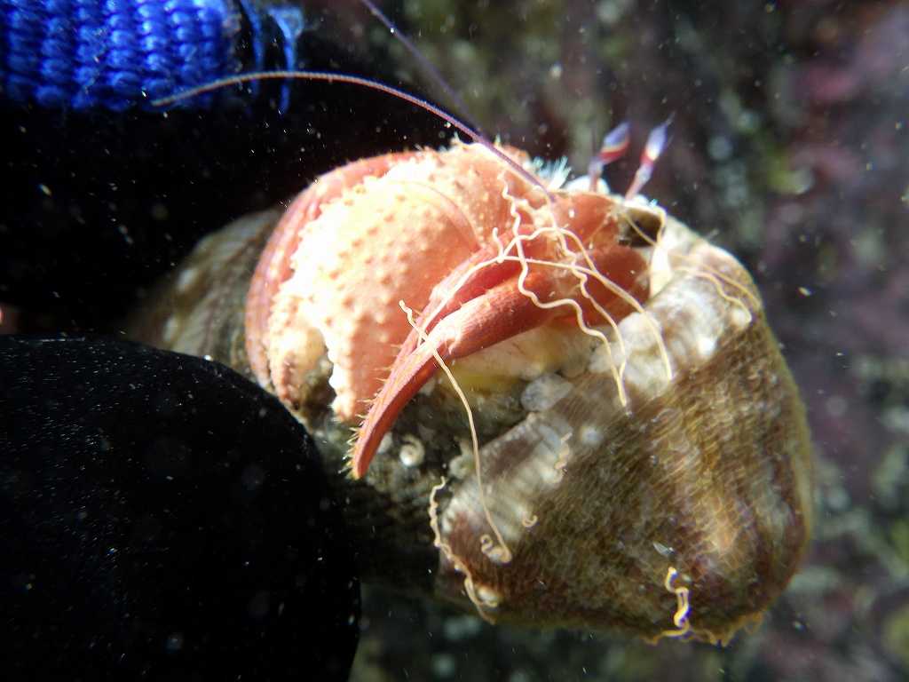 串本磯採集2023年7月上旬44　サメハダヤドカリ（Dardanus gemmatus）