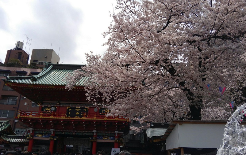 神田明神の桜