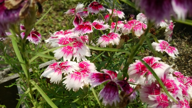 20150613庭の花2