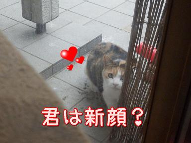 新顔.JPG