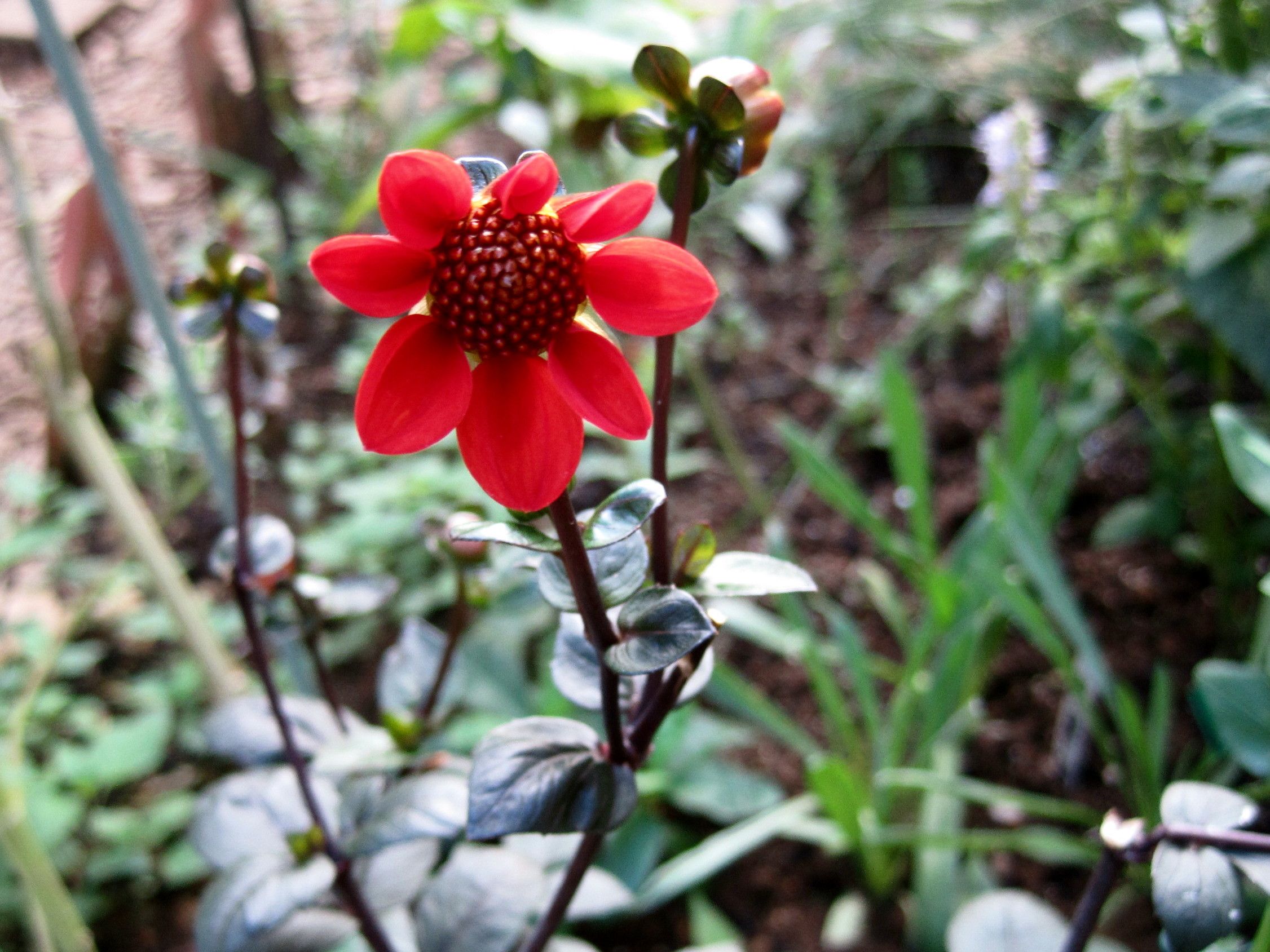 ナメクジ対策 スラッグバスター たねをまく日々 楽天ブログ