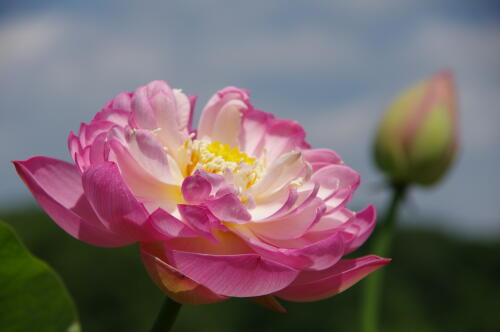 昭和記念公園のハスの花