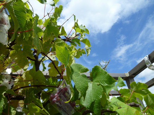 1収穫葡萄8月12日１500.jpg