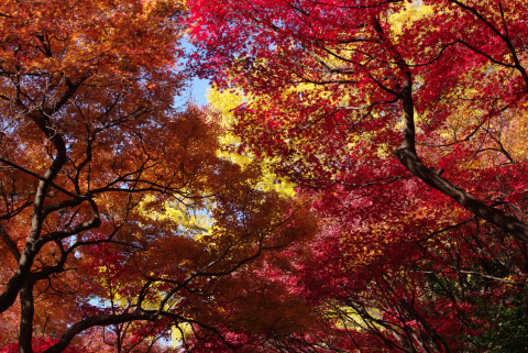 新宿御苑の紅葉