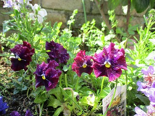 IMG_0218ss.jpg