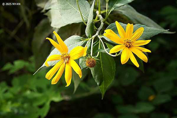 キクイモ（菊芋、キク科）