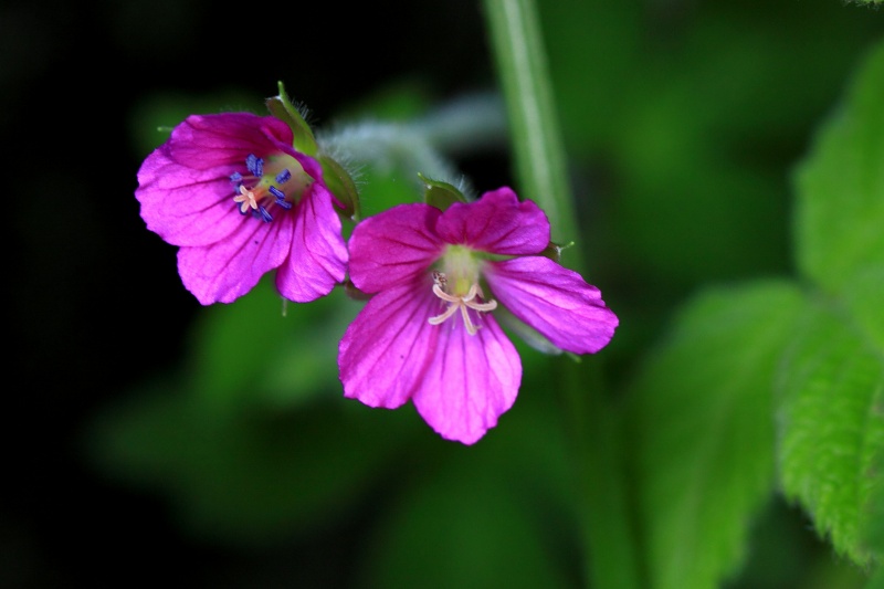 明日香の秋の花_14・現証拠.jpg