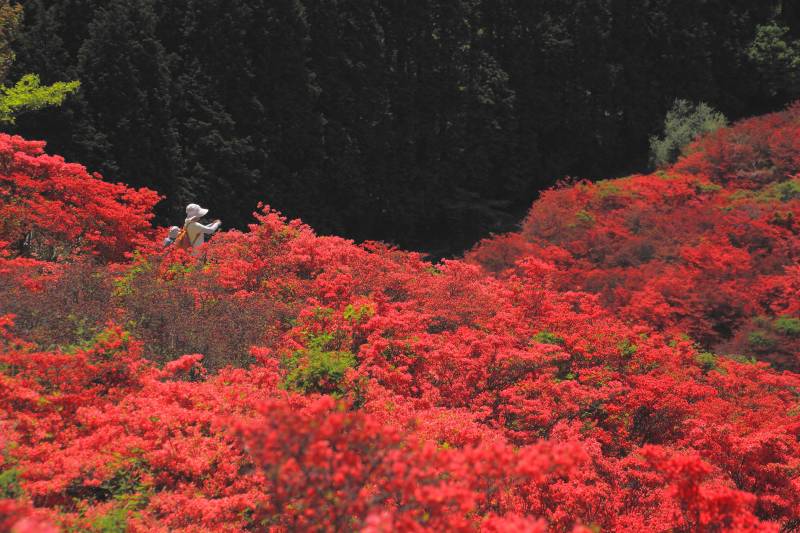 葛城山のツツジ_004.jpg