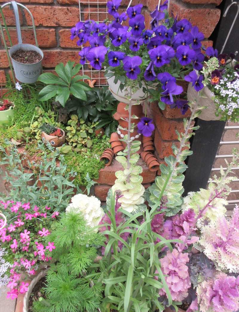 狭い庭をおしゃれに アジュガの蕾 手が最悪の事態に 狭い庭を花いっぱいにする育て方 楽天ブログ 狭い庭をおしゃれに アジュガの蕾 手が最悪の事態に 狭い庭を花いっぱいにする育て方 楽天ブログ