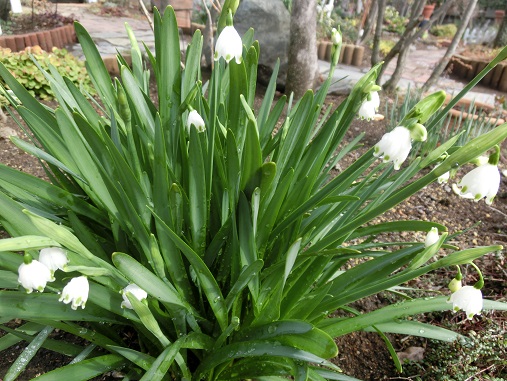 スノーフレーク