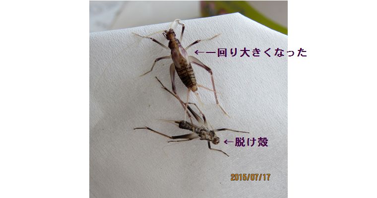 ７／１７スズちゃん脱皮.jpg