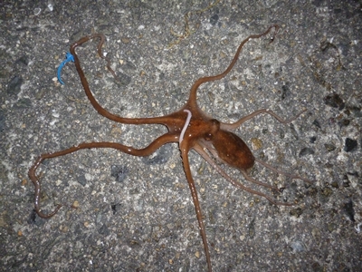tako