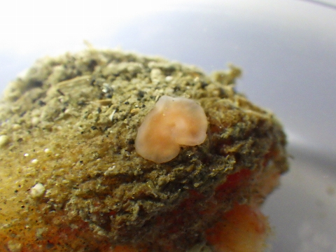 ホヤ14　　ホヤに付付着する生物