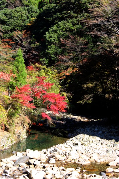 八幡峠の紅葉