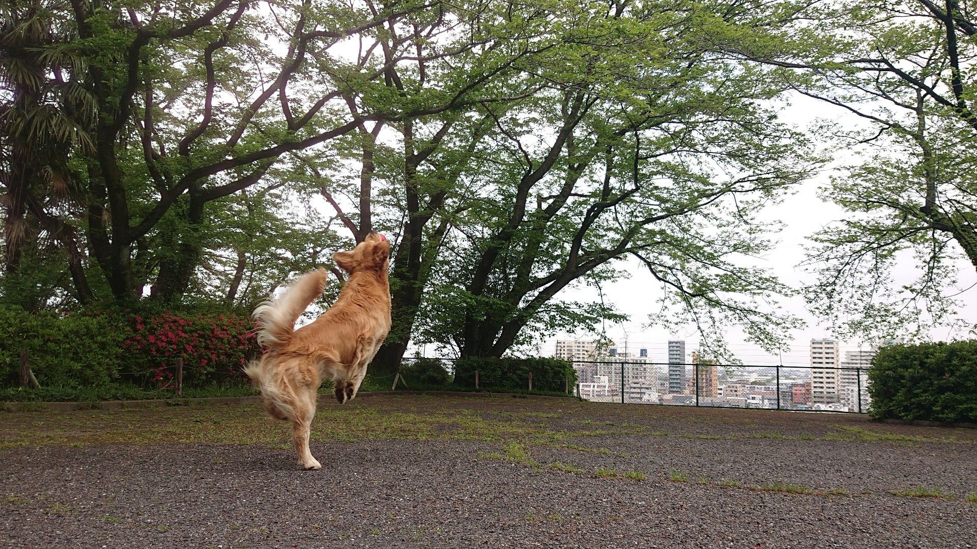 今朝のいろは坂桜公園 おもちばななハウスのブログ 楽天ブログ