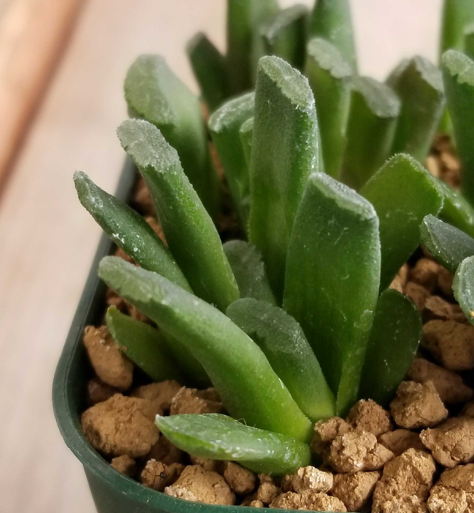 30 ハオルチア 多肉植物【葉挿し繁殖】