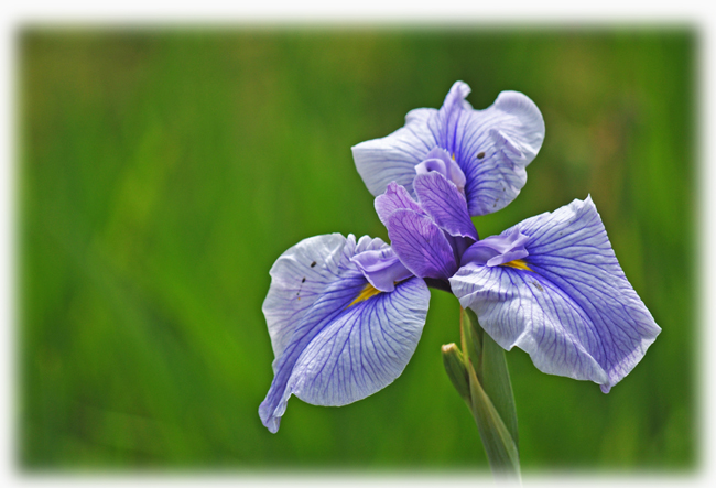 菖蒲１