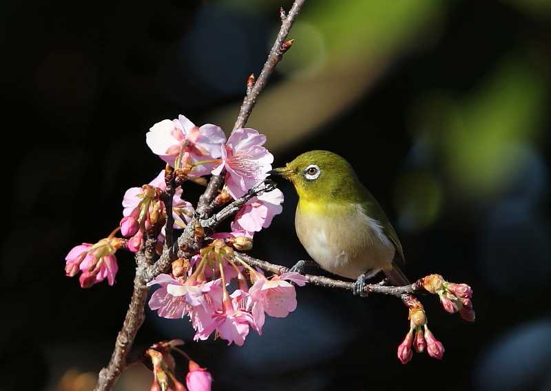 一足早い春 河津桜にメジロ ようやん123のブログ 楽天ブログ