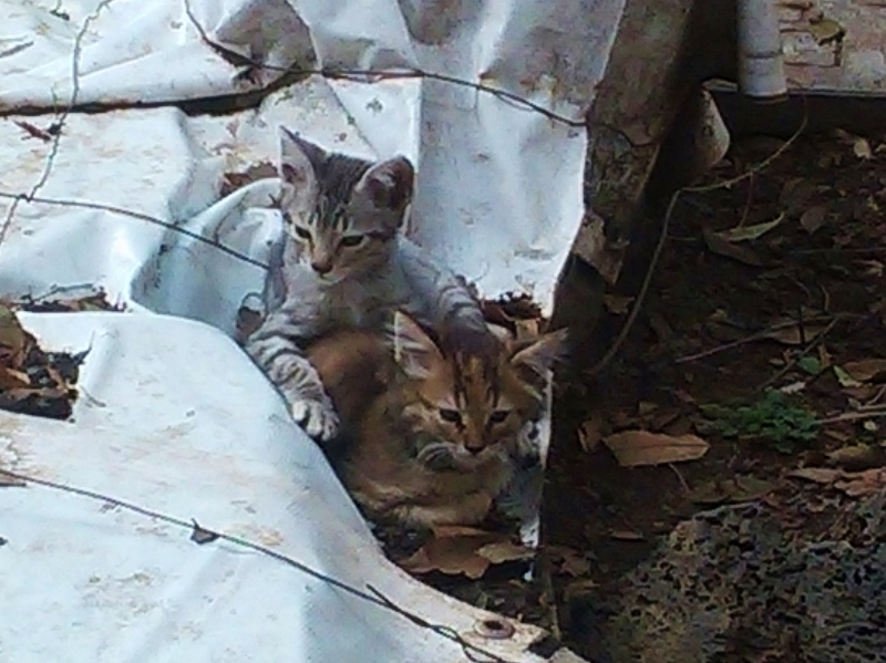 Pantera y Asuka gatitas de panteon