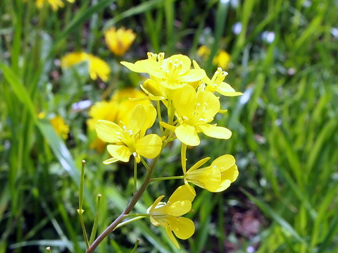 セイヨウカラシナの花