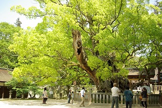 ooyamazumi1