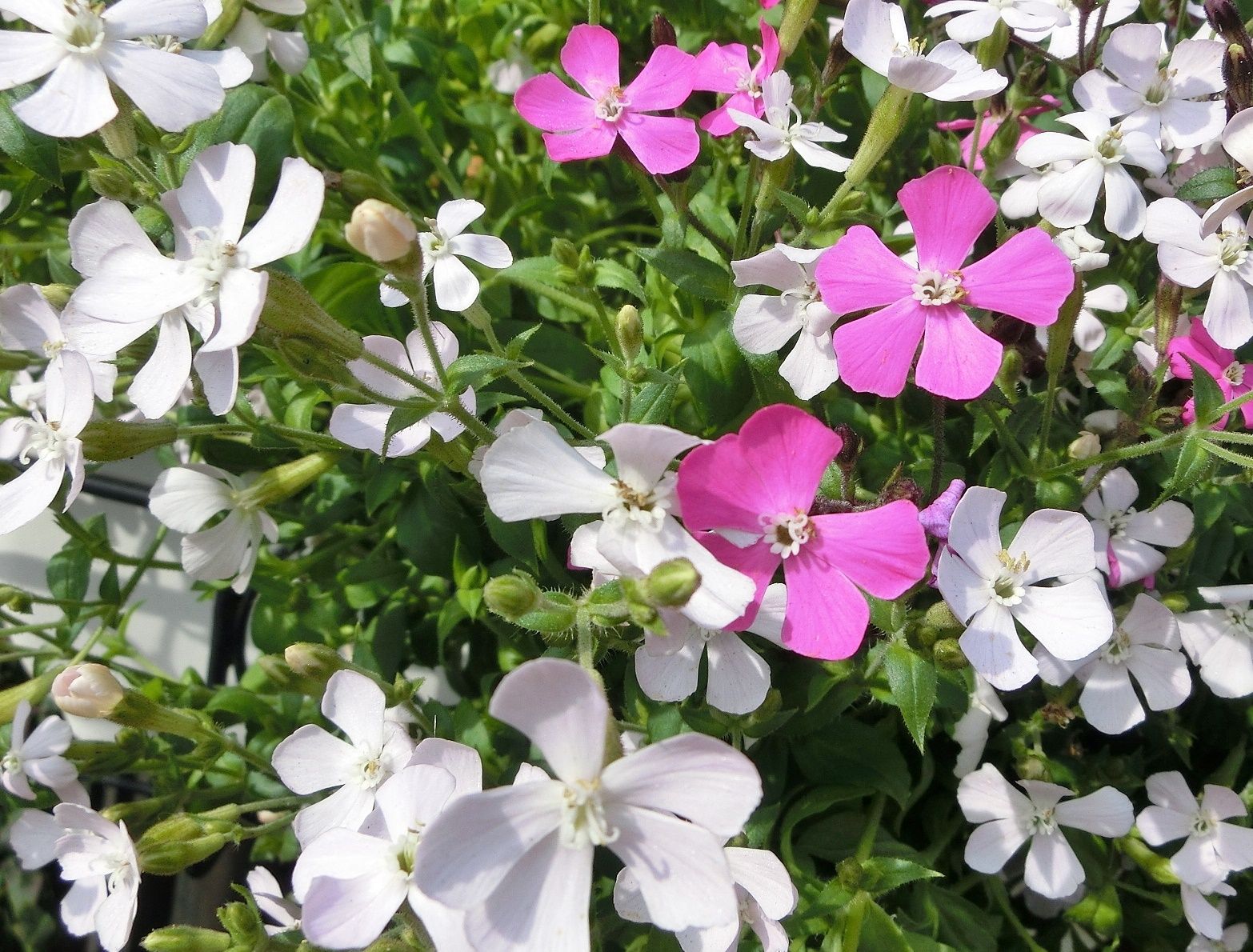 シレネ カロリニアナヾ ノ だい のひとりごと 楽天ブログ