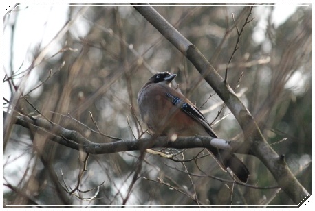 樹木公園-9 カケス 13.3.19