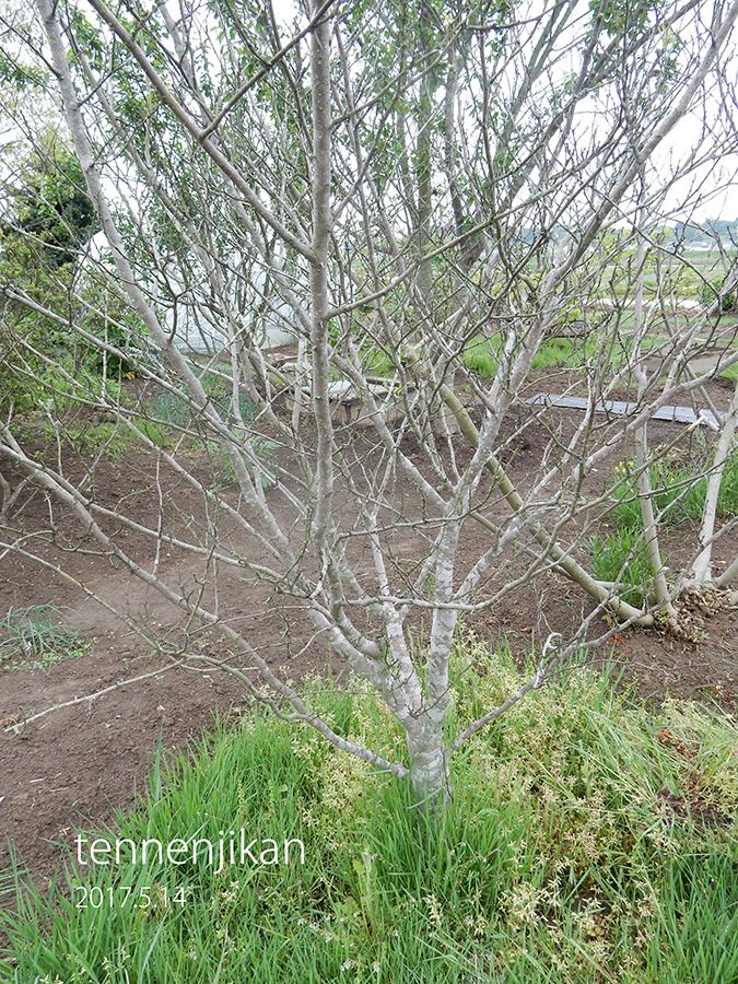 山椒枯れる T T が 天然時間 楽天ブログ