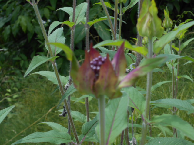 DSCN0232.JPG