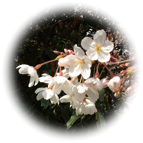 岡村公園の桜