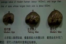 脳比較.JPG