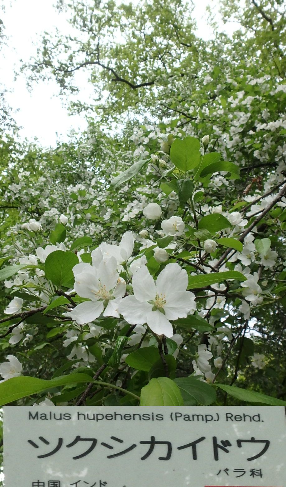 樹木の白い花各種 小石川植物園 楽天版じぶん更新日記 楽天ブログ