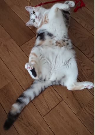 愛猫ちゃんはお腹を見せたがる～  ぬっブログ ～ときどき猫～ - 楽天 