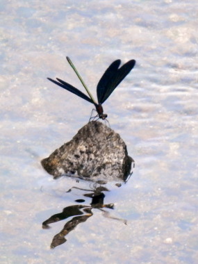 黒トンボ　7.30　2015