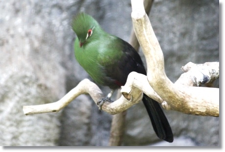 東京旅行-60 ムジエボシドリ-1 13.10.5