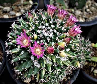 マミラリア ガマンマの ニク サボ栽培 楽天ブログ