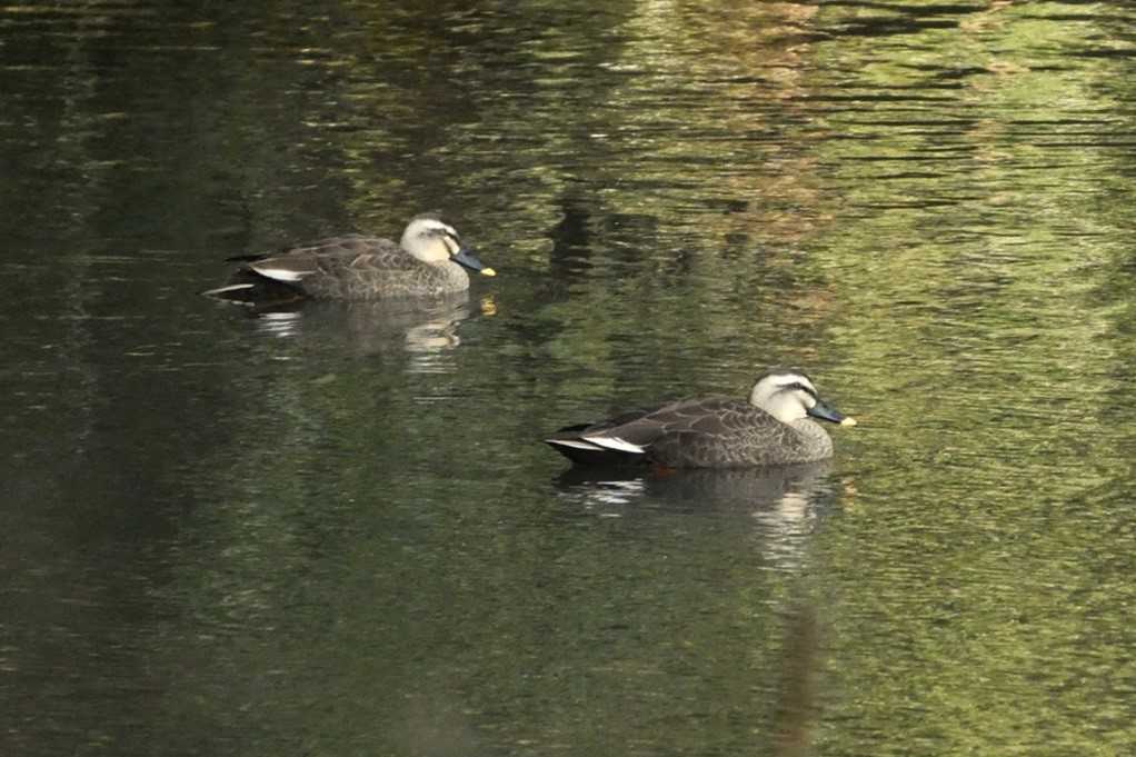 515
